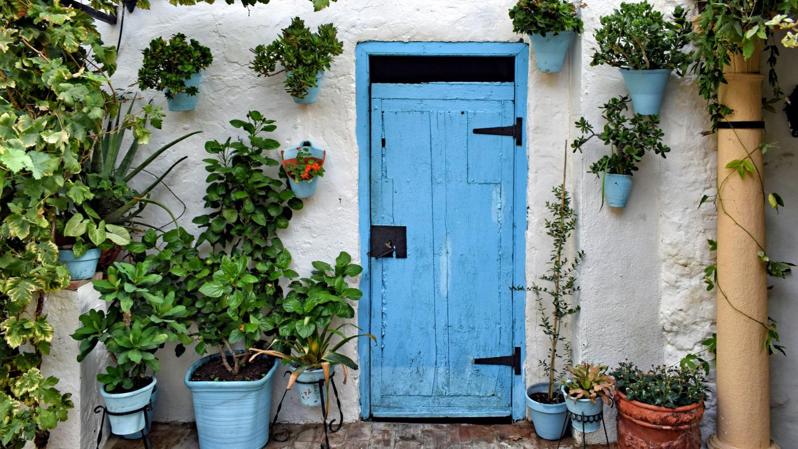 Mur blanc chaulé garni de plantes en pots, avec une porte en bois peinte en bleu dans une cour
