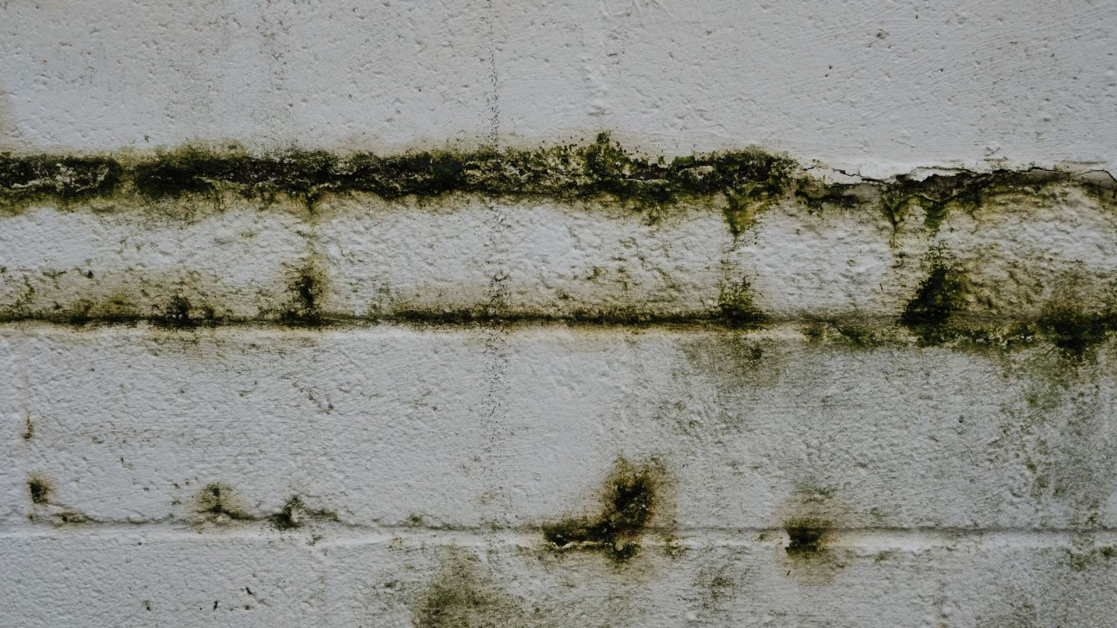 Mur blanc en parpaings marqué de bandes de moisissure verte et de taches d'humidité